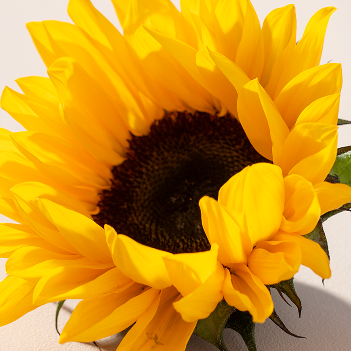 i_Sunflower_JBP5290_NewNordic_Maj_19_20_20_594