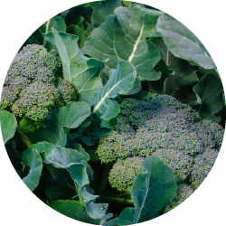 Sulforaphan-rig broccolispire (Brassica oleracea)