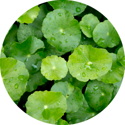 Gotu kola (Centella asiatica L.)