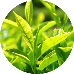 L-theanin-rig grøn-te (Camellia sinensis)