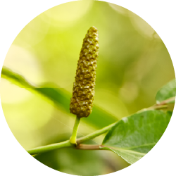 Lang peber (Piper longum)