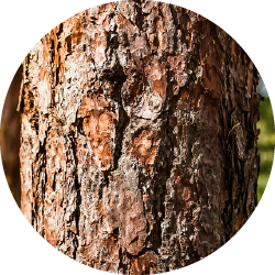 Fyrrebark (Pinus pinaster)