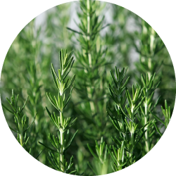 Rosmarin (Rosmarinus officinalis L)