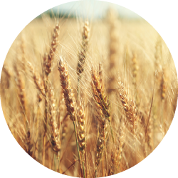 Spermidin-rig hvede (Triticum aestevium L.)