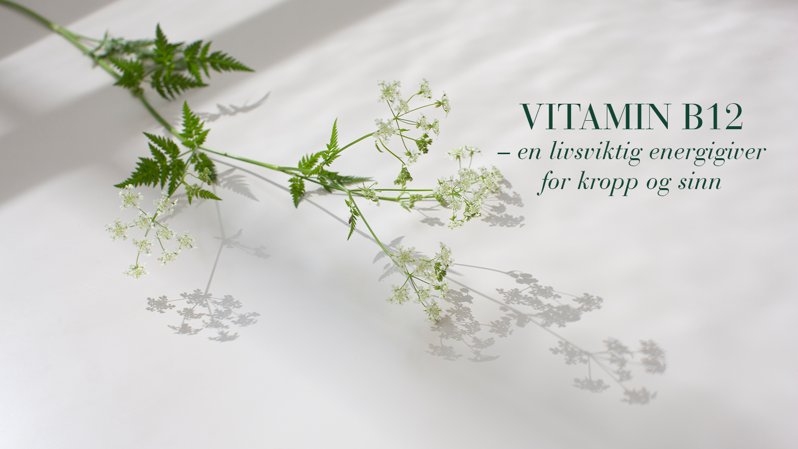 Vitamin B12 – en livsviktig energigiver for kropp og sinn