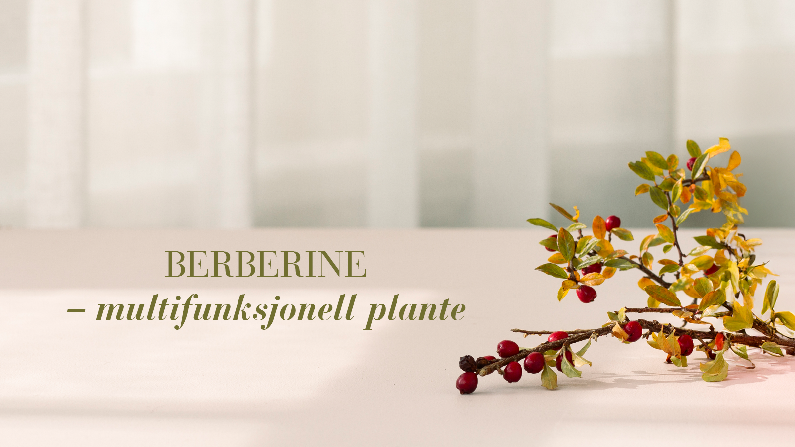 Berberin – multifunksjonell plante