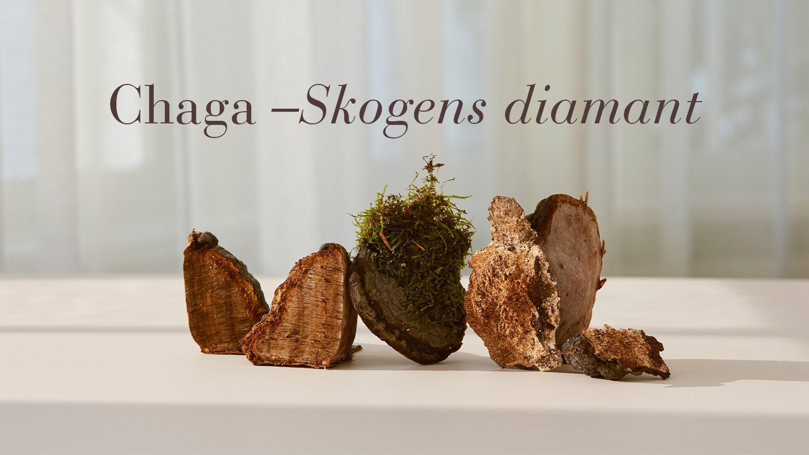 Chaga – Skogens diamant