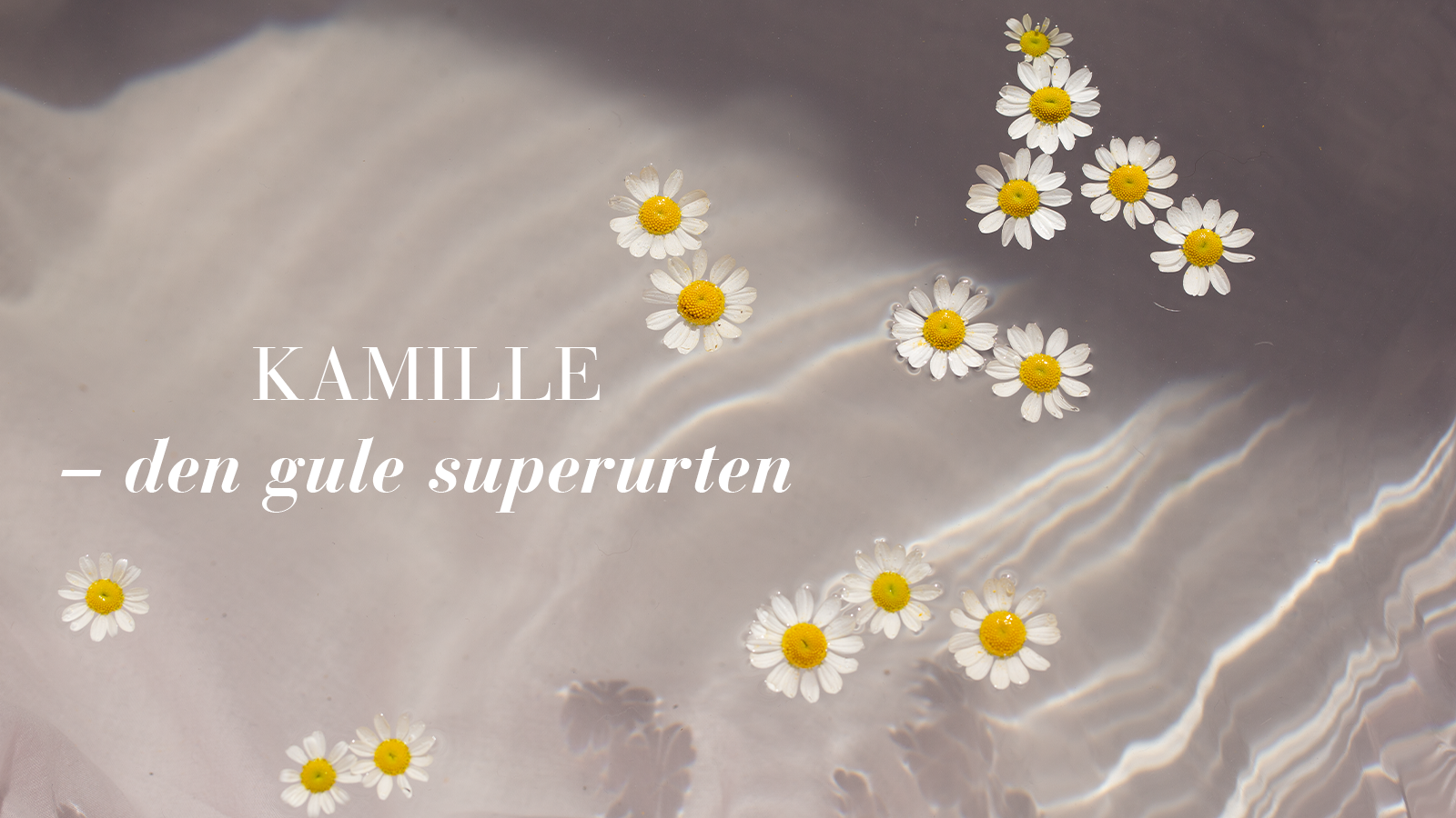 Kamille – den gule superurten