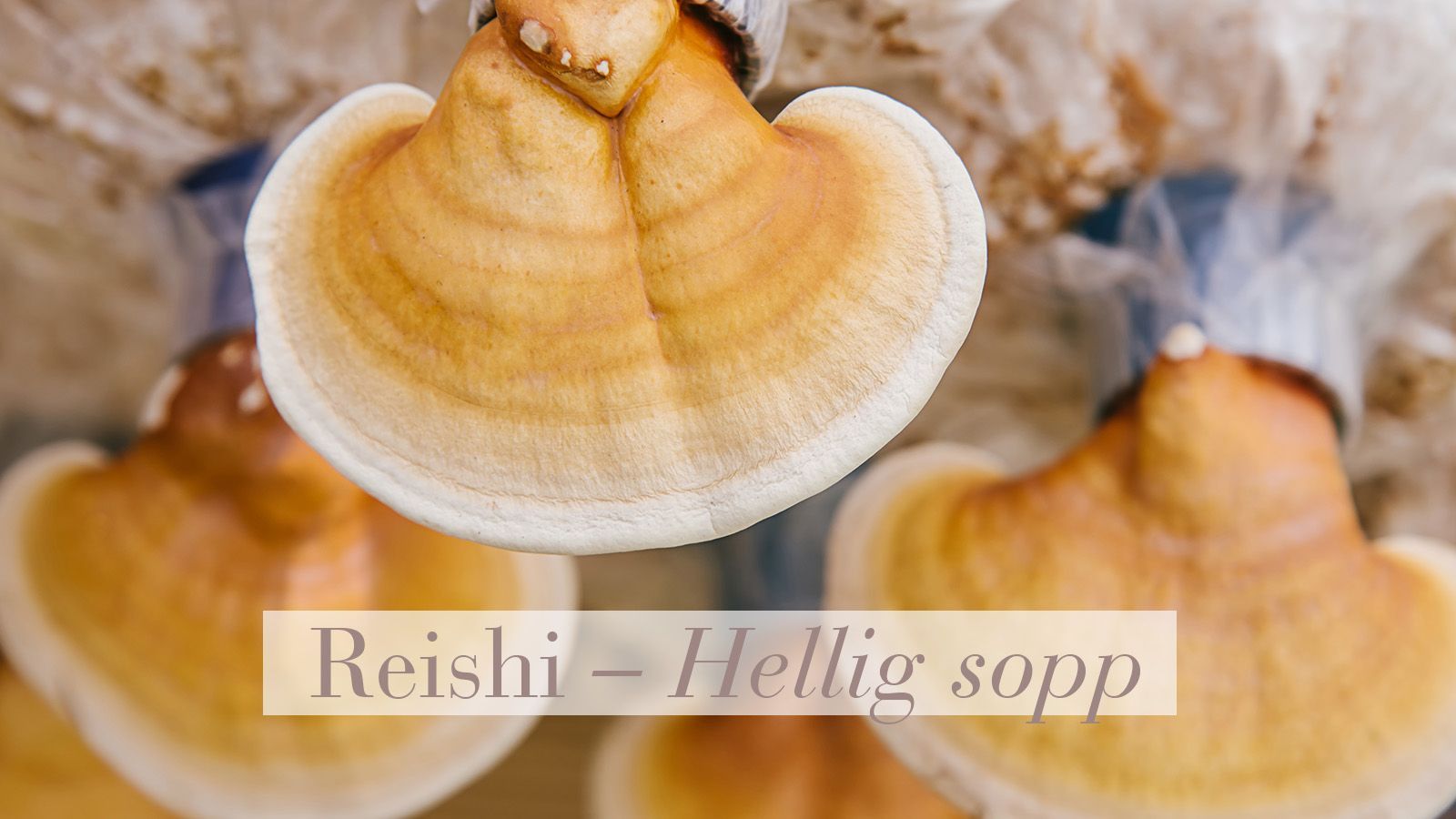 Reishi – Hellig sopp
