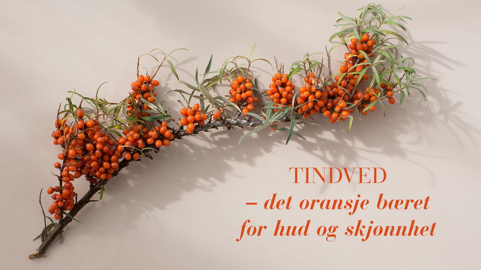 Tindved – det oransje bæret for hud og skjønnhet