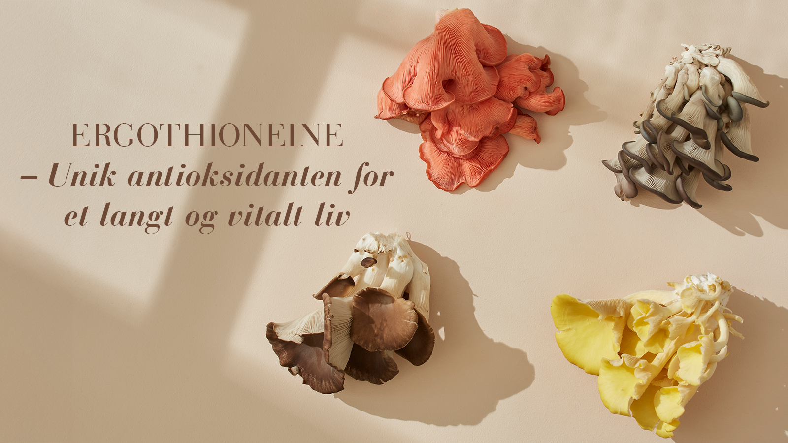 Ergothioneine – Unik antioksidanten for et langt og vitalt liv