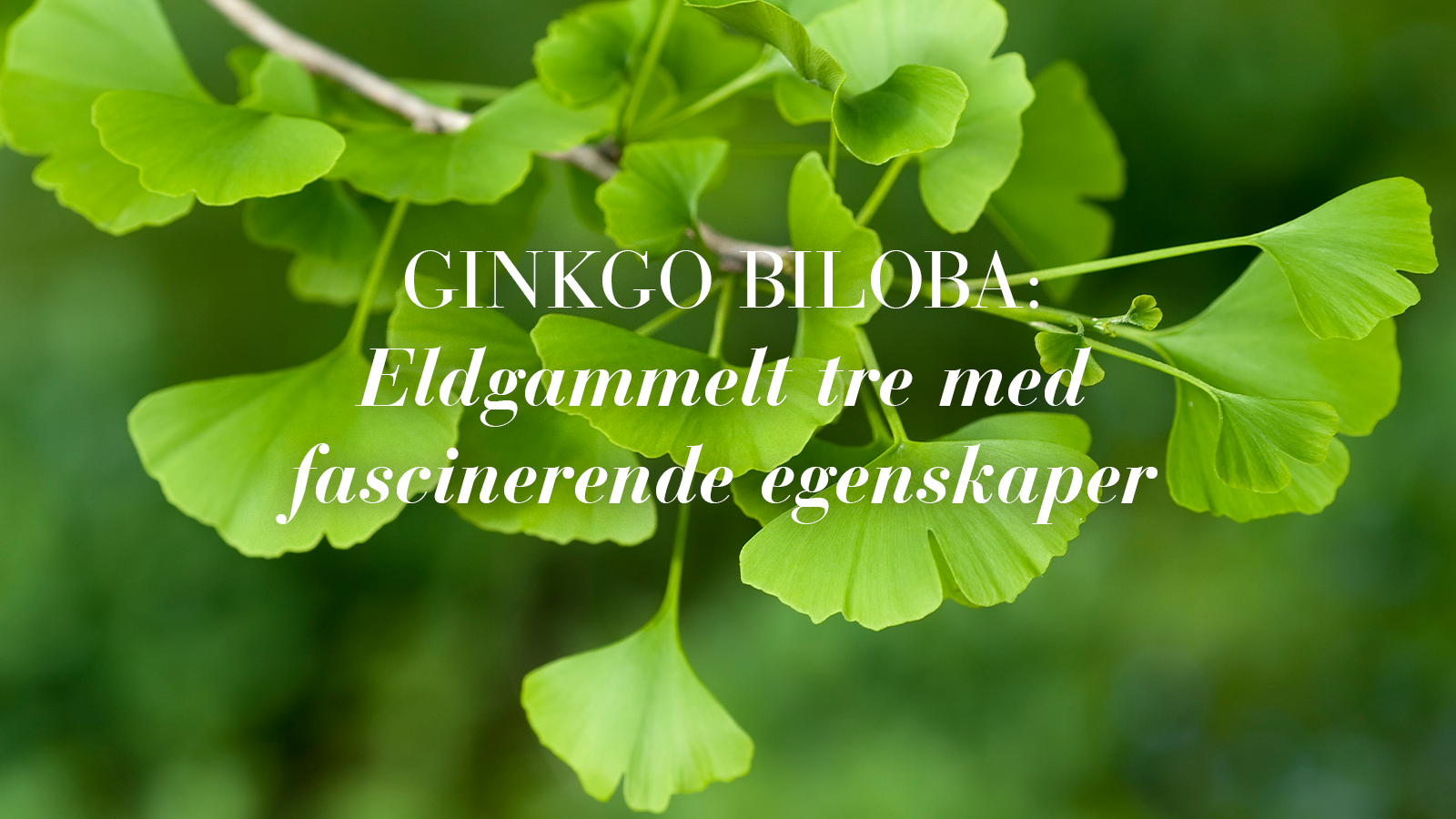 Ginkgo biloba: Eldgammelt tre med fascinerende egenskaper