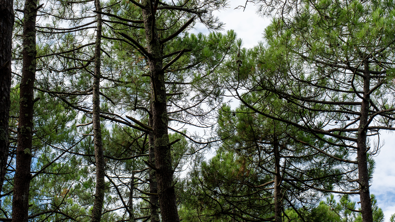 Fransk maritim furubark – naturens kraftfulle antioksidant