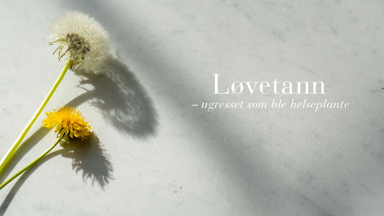 Løvetann – ugresset som ble helseplante