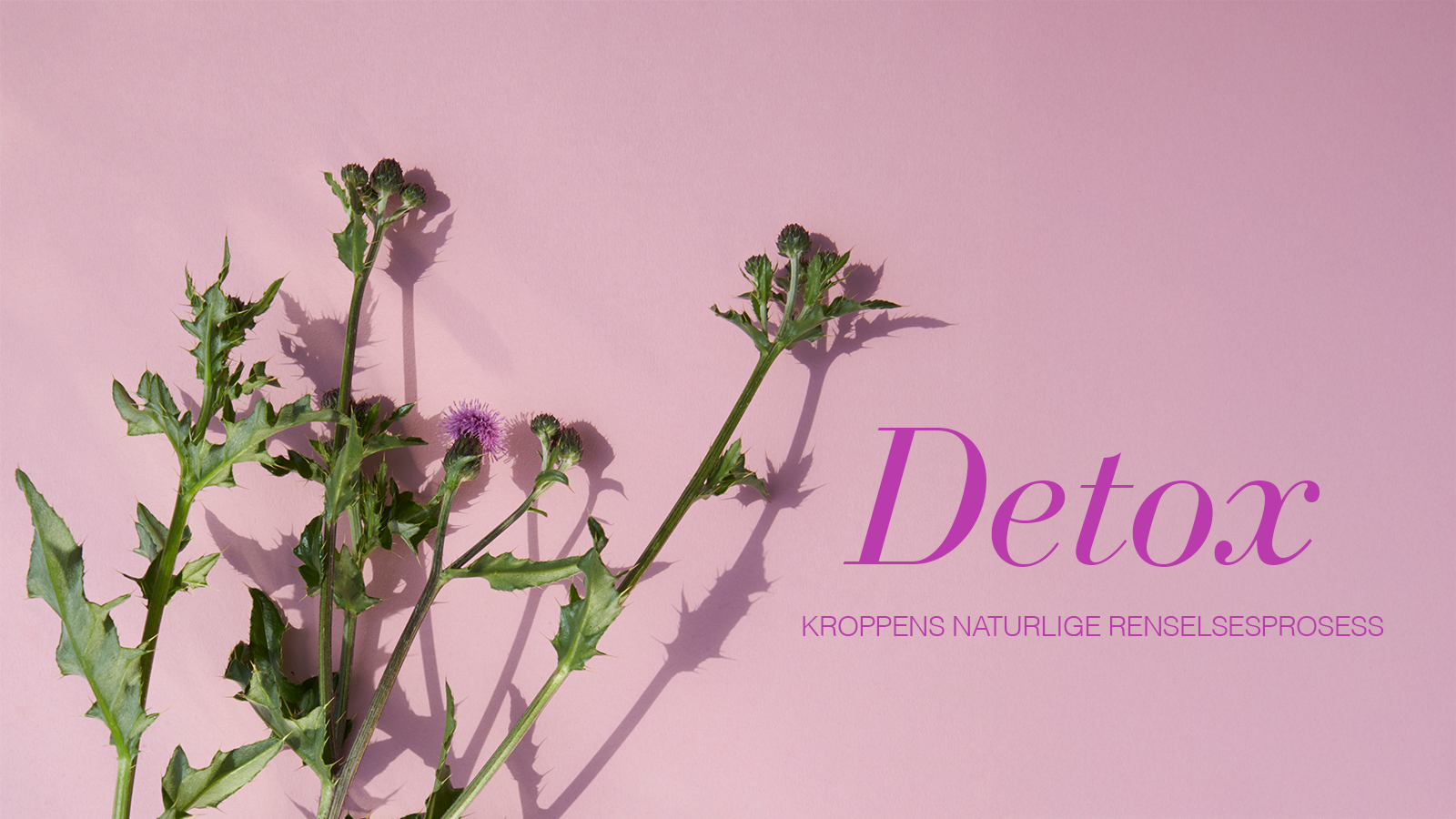 Detox – kroppens naturlige renselsesprosess 