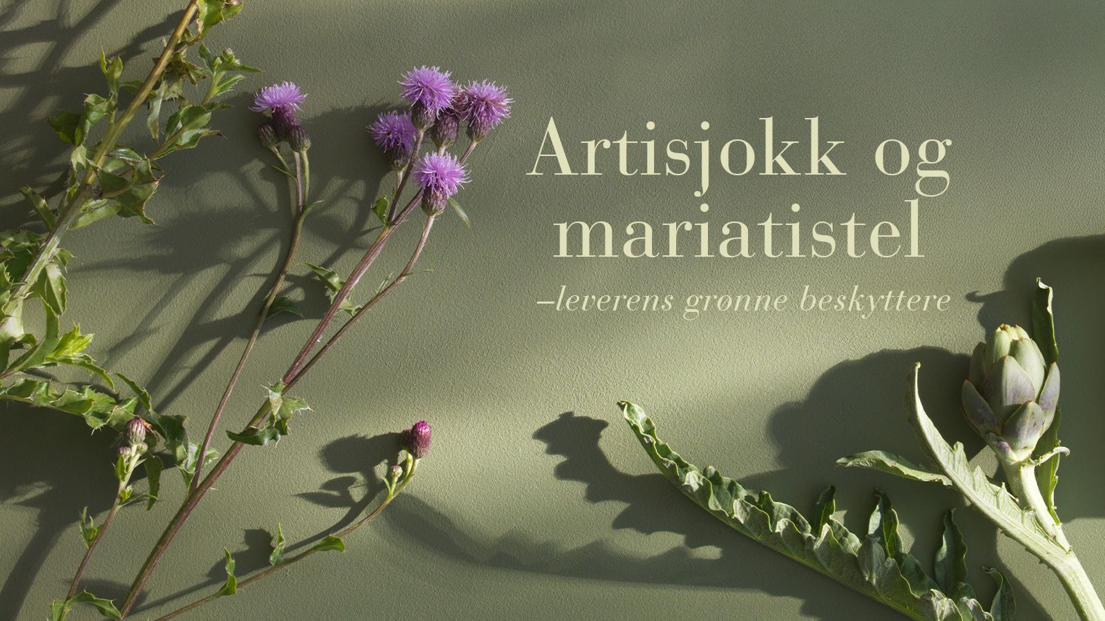 Artisjokk og mariatistel – leverens grønne beskyttere
