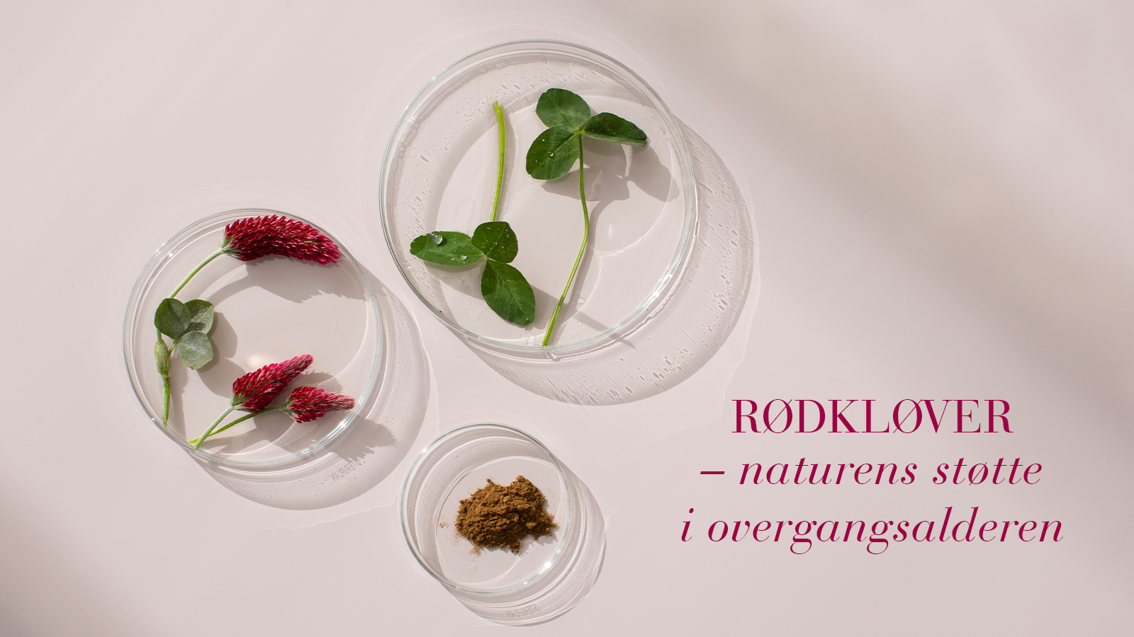 Rødkløver – naturens støtte i overgangsalderen