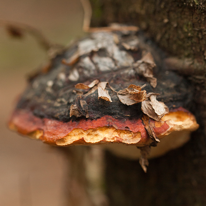 di_herb_chaga-plus
