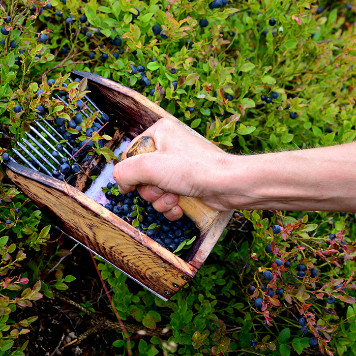 i_BlueBerry_Picking_GettyImages-1410256246