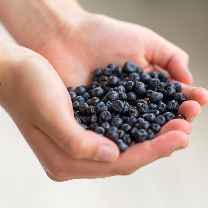 i_Blueberries_JBP5298_NewNordic_IG_1421_J_INT