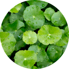 Gotu kola (Centella asiatica L.)