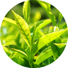 L-theanin-rig grøn-te (Camellia sinensis)