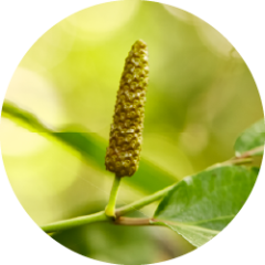 Lang peber (Piper longum)
