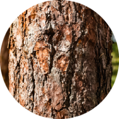 Fyrrebark (Pinus pinaster)