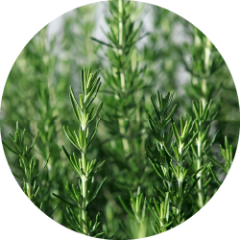 Rosmarin (Rosmarinus officinalis L)