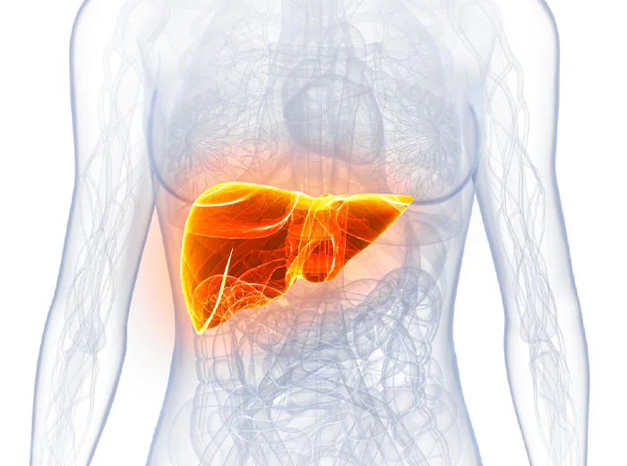 w_activeliver_scienceillustration_liver_iStock_000015724083Large_700x520